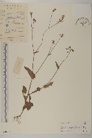 紫背草藏品圖，第1張