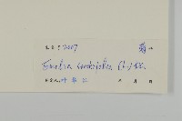 紫背草藏品圖，第3張