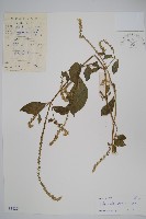 土牛膝藏品圖，第1張