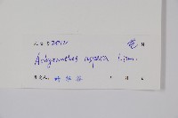 土牛膝藏品圖，第2張