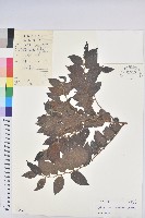 毛果算盤子藏品圖，第1張