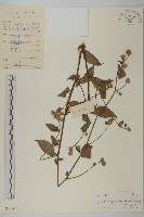 大頭艾納香藏品圖，第1張