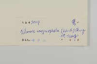 大頭艾納香藏品圖，第3張