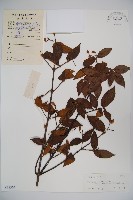 登錄號:S038304藏品圖，第1張