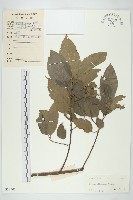 光皮樹藏品圖，第1張