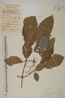 西南衛矛藏品圖，第1張