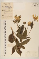 塊根向日葵藏品圖，第1張