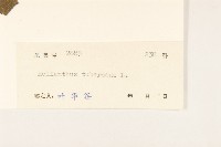 塊根向日葵藏品圖，第3張