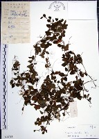 倒地蜈蚣藏品圖，第1張