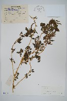 野莧菜藏品圖，第1張