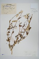 青葙藏品圖，第1張