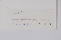 武靴藤藏品圖，第2張