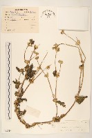 金腰箭藏品圖，第1張