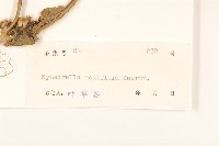 金腰箭藏品圖，第3張