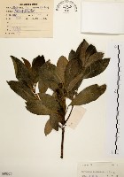 降真香藏品圖，第1張