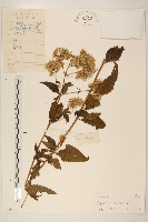 華澤蘭藏品圖，第1張