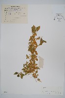 蓮子草藏品圖，第1張