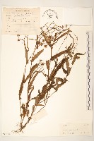 閩粵千里光藏品圖，第1張