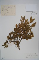 黃楊藏品圖，第1張