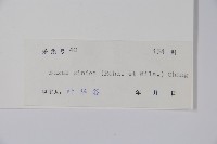 黃楊藏品圖，第2張