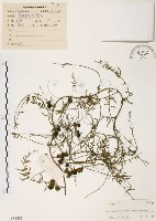 天門冬藏品圖，第1張