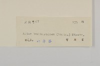 白舌紫菀藏品圖，第3張