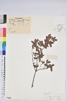 唐杜鵑、大屯杜鵑、中原氏杜鵑藏品圖，第1張