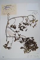 中國念珠藤藏品圖，第1張