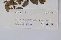 中國念珠藤藏品圖，第2張