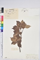 吊鐘花藏品圖，第1張