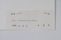 三角楓藏品圖，第2張