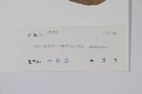 獼猴桃、奇異果藏品圖，第2張