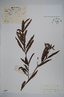 登錄號:S038377藏品圖，第1張