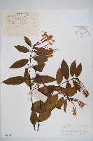 大花忍冬藏品圖，第1張