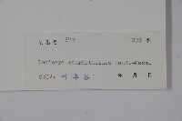 大花忍冬藏品圖，第2張