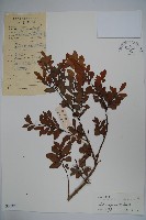 羅浮冬青、矮冬青藏品圖，第1張