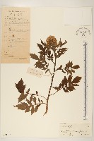 飛機草藏品圖，第1張