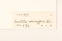 飛機草藏品圖，第3張