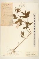 豨簽藏品圖，第1張