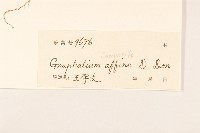 鼠麴草藏品圖，第3張