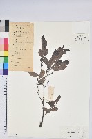 米飯花藏品圖，第1張