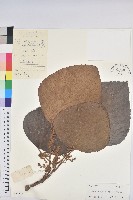 鼎湖血桐藏品圖，第1張