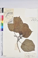 登錄號:S038432藏品圖，第1張