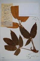 穗序鵝掌柴藏品圖，第1張