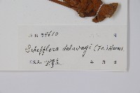 穗序鵝掌柴藏品圖，第2張