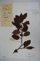 大果冬青藏品圖，第1張