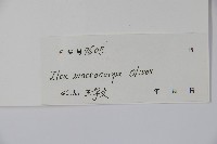 大果冬青藏品圖，第2張