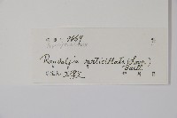 蘿芙木藏品圖，第2張