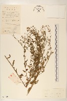 雞兒腸藏品圖，第1張