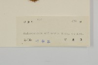 山黃菊藏品圖，第3張